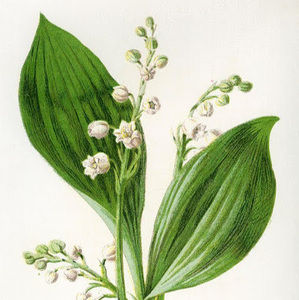 Meet your Posher, Alisa